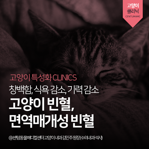  [고양이전문진료] 고양이 빈혈, 면역매개성 빈혈 (창백, 식욕감소)