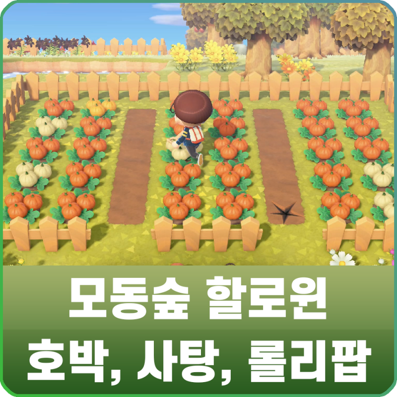 모여봐요 동물의 숲 모동숲 할로윈 호박 재배, 레시피 & 사탕, 롤리팝 꿀팁 : 네이버 블로그