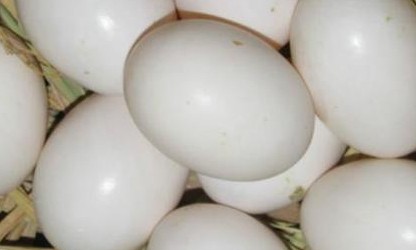 비둘기알 효능및 부작용 칼로리 : 네이버 블로그