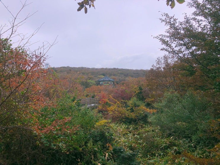 제주 한라산 1100고지 단풍 나들이