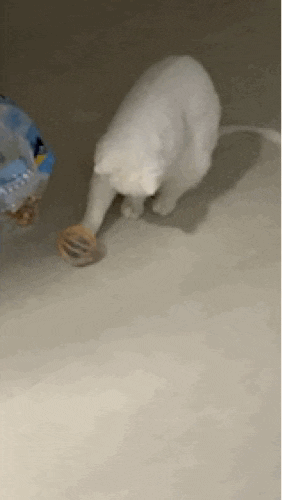  아이폰 gif 만들기 움짤 만드는 법 간단하게 알려드려요.