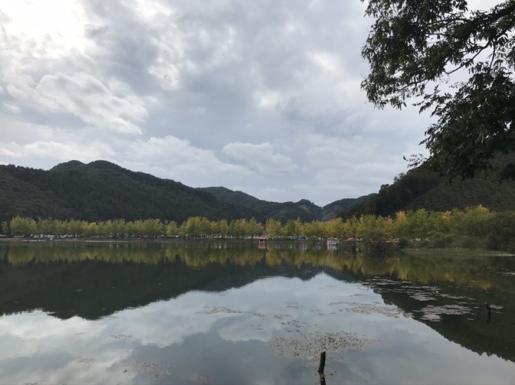  괴산 은행나무길
