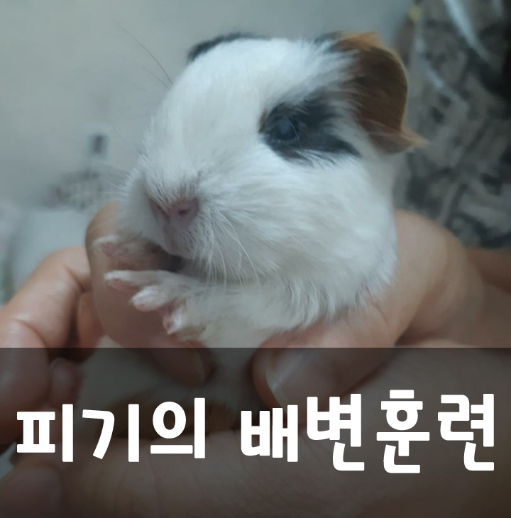  기니피그 배변훈련 1일차 결과