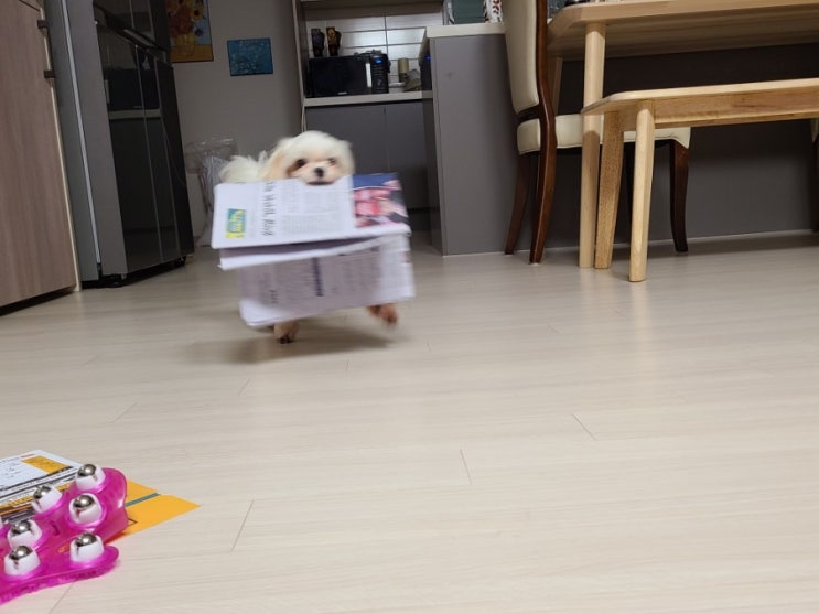  심부름꾼 강지는 신문도 잘 물고와요