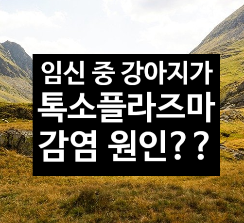  임신 중 강아지를 키울 때 톡소프라즈마 감염 위험이 있나요?