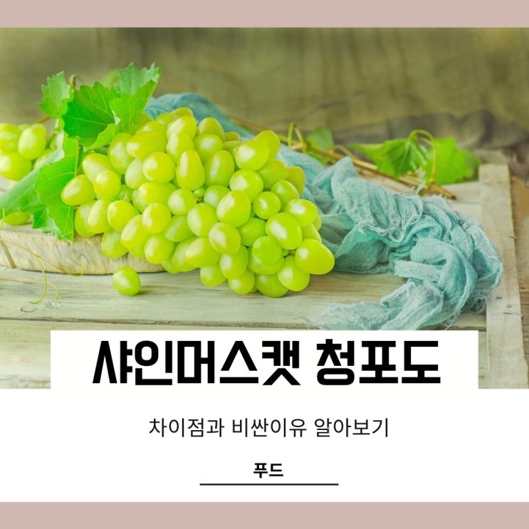 샤인머스켓 비싼이유와 청포도차이 뭐가다를까