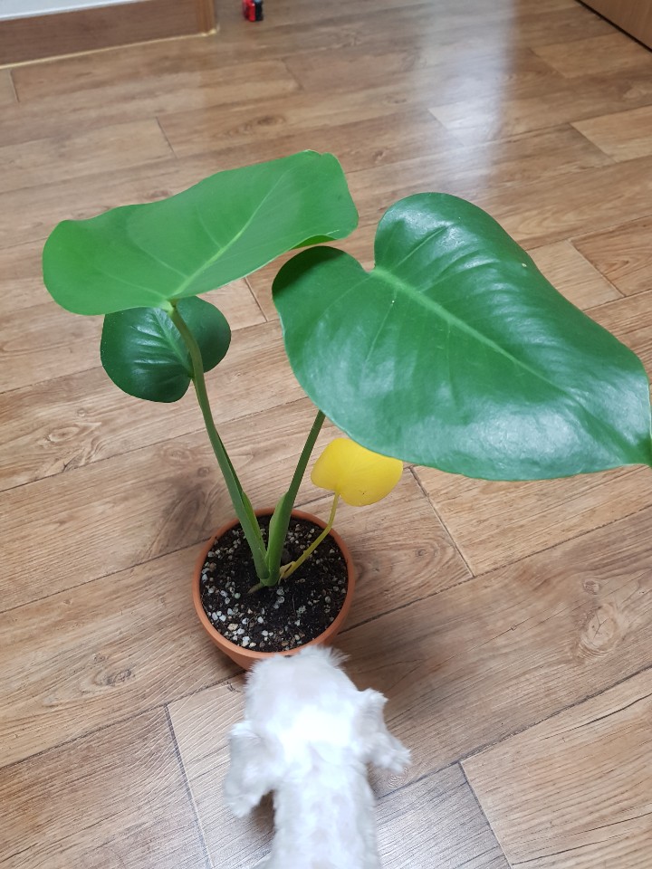  몬스테라 키우기