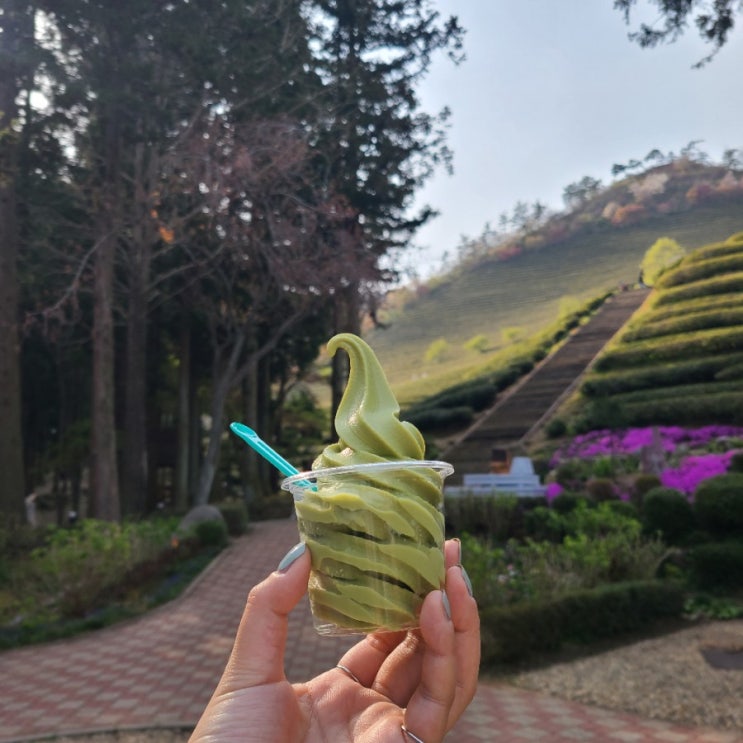  <보성여행> 전남가볼만한곳 ; 한국에서 가장 많은 차를 재배하는 대한다원보성녹차밭