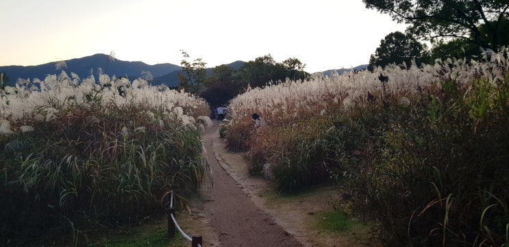  남양주 다산생태공원의 갈대밭