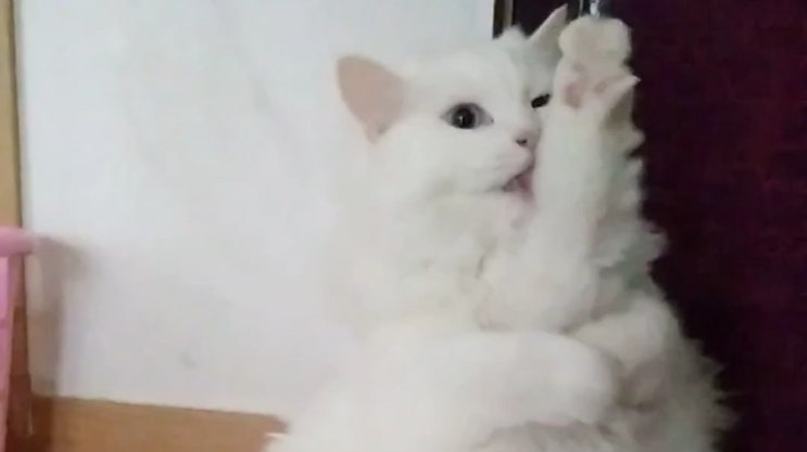 그루밍하다 자빠진 고양이