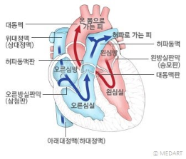  간호학 심장구조기능특징 전부하후부하 심근수축력: 심전도파형결절