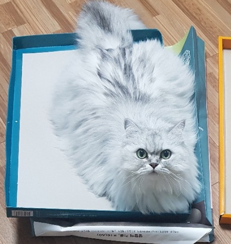  고양이 비비기 몸짓 언어 중 하나랍니다