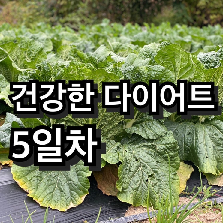 5일차 살빼기 아님 건강한 - 다이어트