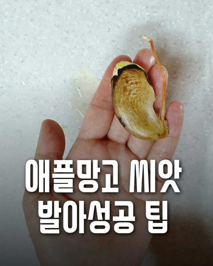  망고 씨앗 발아 성공팁!