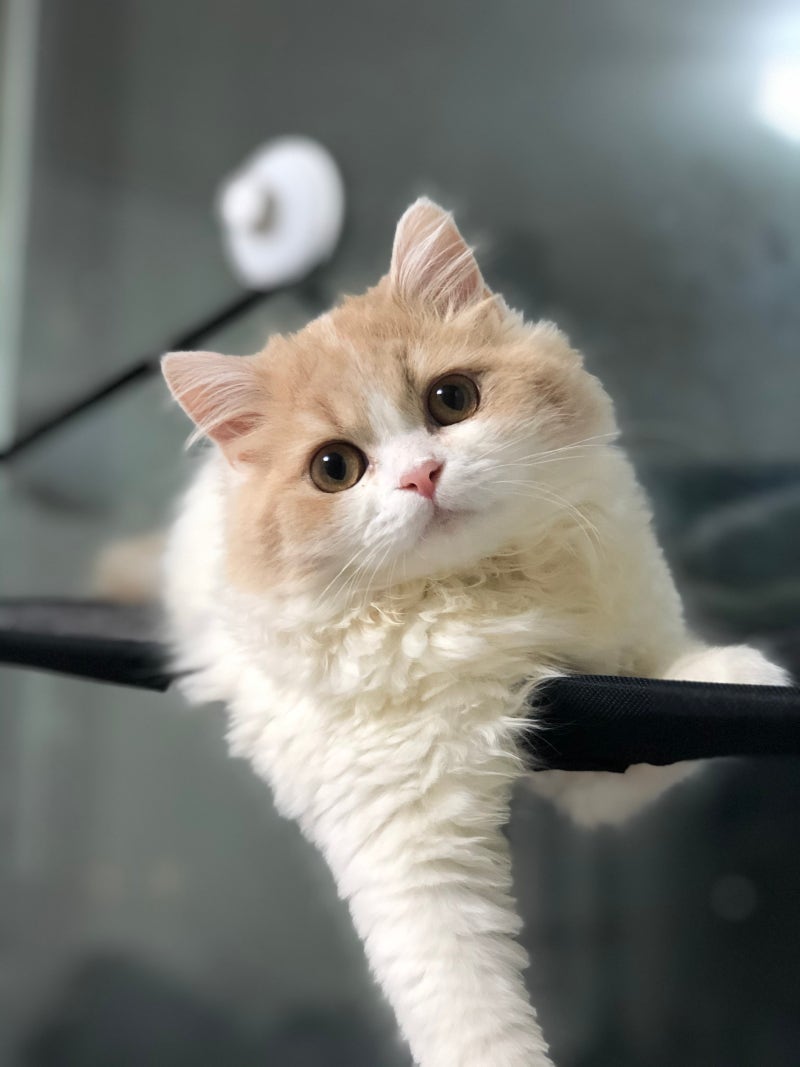 나의 고양이 무지개별 (사진관) : 네이버 블로그, image size:800x1067