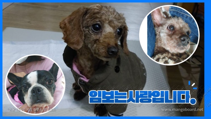 벽강집의 겨울은 너무 추워요. 임시보호로 아이들을 살려주세요. 임보는 사랑입니다. 벽강집의 겨울은 너무 추워요. 임시보호로 아이들을 살려주세요. 임보는 사랑입니다.