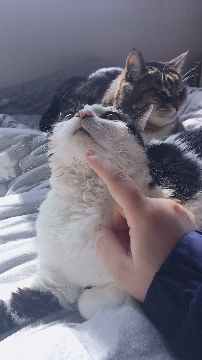 나의 고양이 무지개별 (사진관) : 네이버 블로그, image size:800x1422