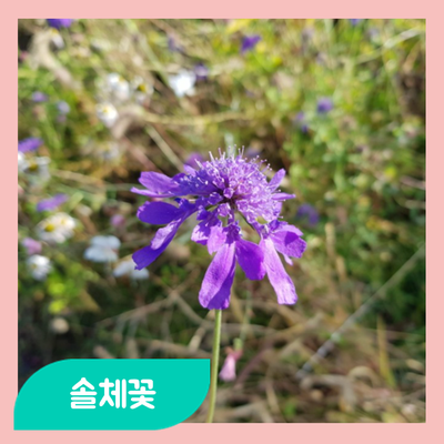  상강(霜降)식물알림장 '솔체꽃'