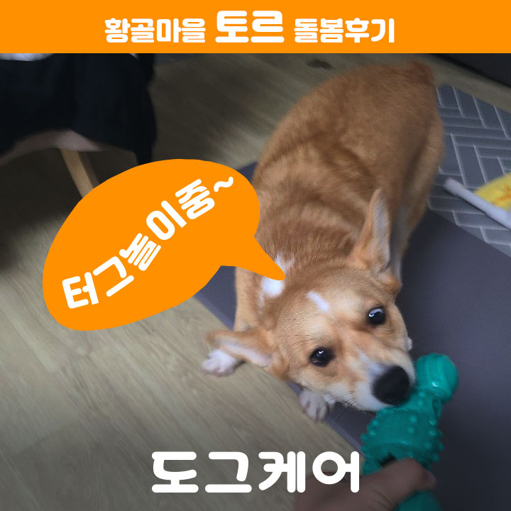  [도그케어 방문펫시터 후기] 황골마을에 사는 토르