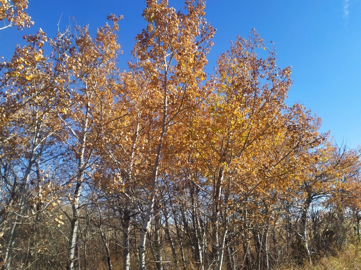  캐나다 워킹홀리데이 sk주 시골살이 소소한 일상(peace daily)