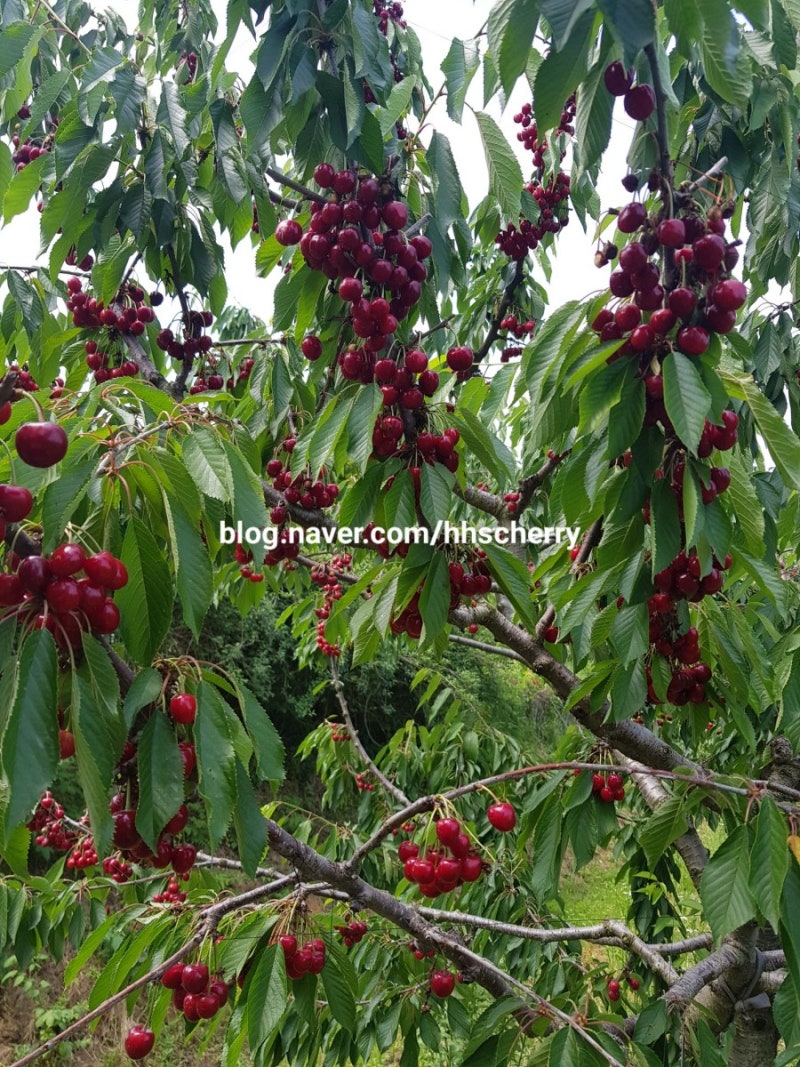 2020년 🍒체리나무 (묘목) 판매 안내 : 네이버 블로그