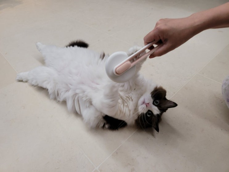  냥체공학적으로 설계된 고양이 빗 추천 '그릉그릉 브러쉬'