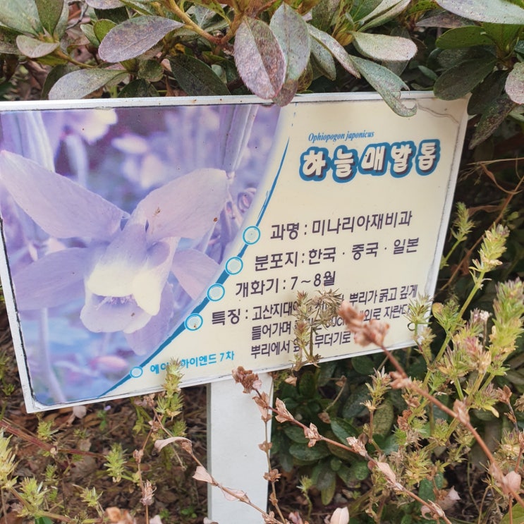  하늘매발톱꽃 이름부터 재미있네요