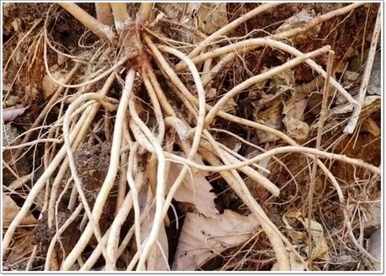 우슬초 효능 우슬 먹는법 쇠무릎 뿌리효능 관절 건강을 위하여 ~ 7