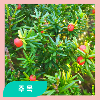  크리스마스 트리를 닮은 주목