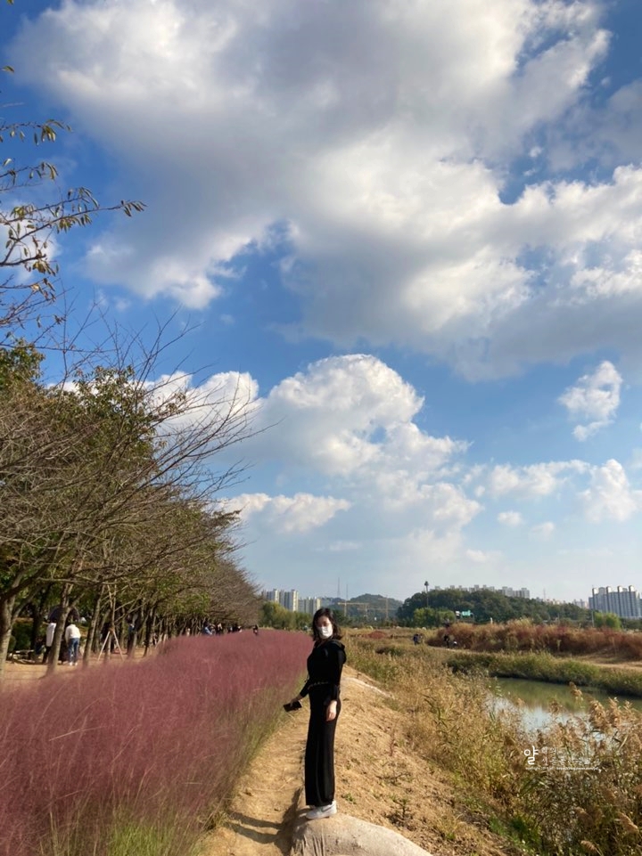 인천 핑크뮬리 있는 갯골생태공원으로 가을 나들이