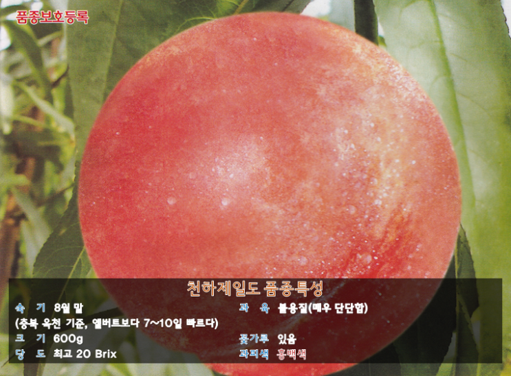  글로벌팜 품종 정보) 천하제일도 묘목