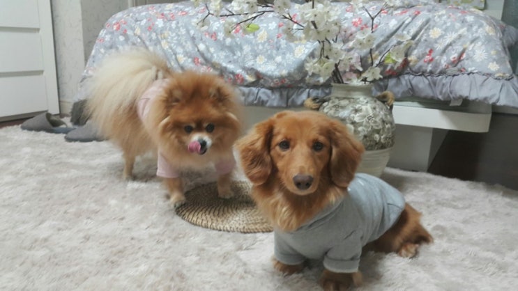  임신했는데 반려동물 키우기가 걱정돼요?