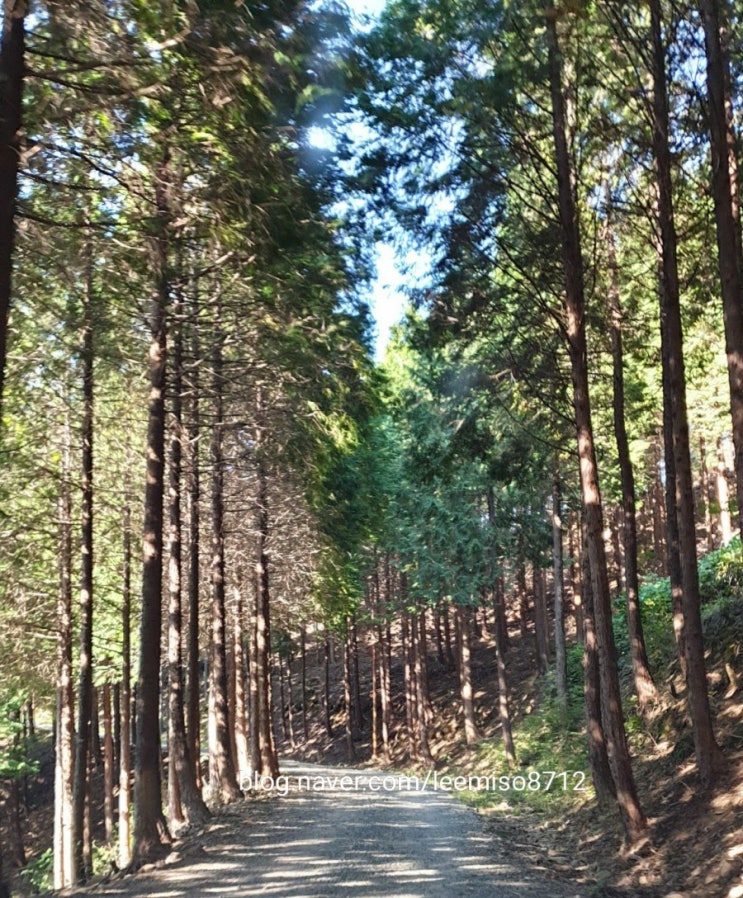 하동 편백 자연휴양림, 편백나무숲 피톤치드 힐링