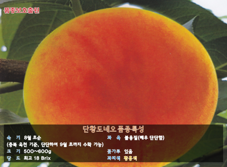  글로벌팜 품종 정보) 단황도네오 묘목