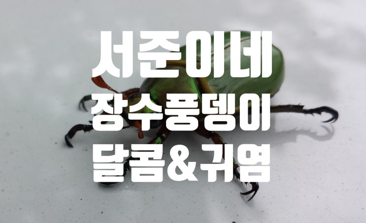 장수풍뎅이 키우기_아직 건강합니다.