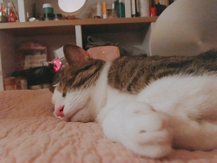  블로그 코칭 질문 릴레이 from 호박숲님