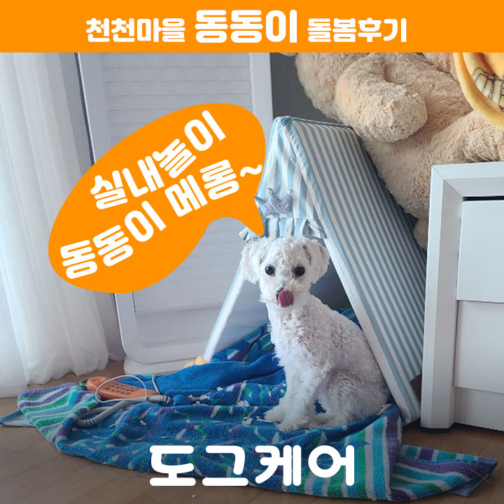  [도그케어 방문펫시터 후기] 천천마을에 사는 동동이