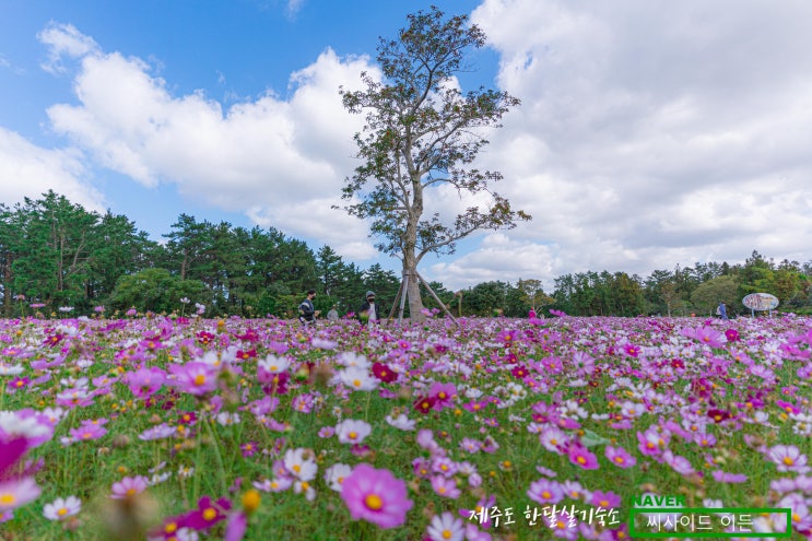  코스모스절정 & 단풍실종 항몽유적지 [제주 한달살기 숙소 씨사이드 이든 추천]