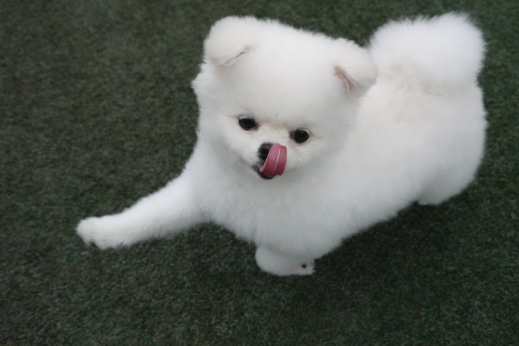  해운대 애견카페 추천드릴게요~ 스포독! 반려견을 위한 애견운동장