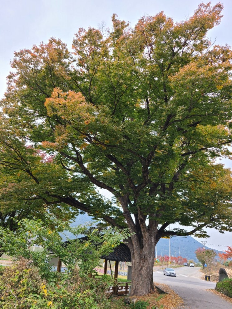  군위 여행, 군위 동산리 느티나무(보호수 고유번호: 11-12-4-7-1)