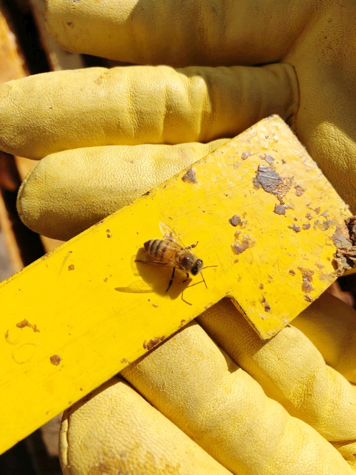 꿀벌 진드기 종류와 방제(이론)