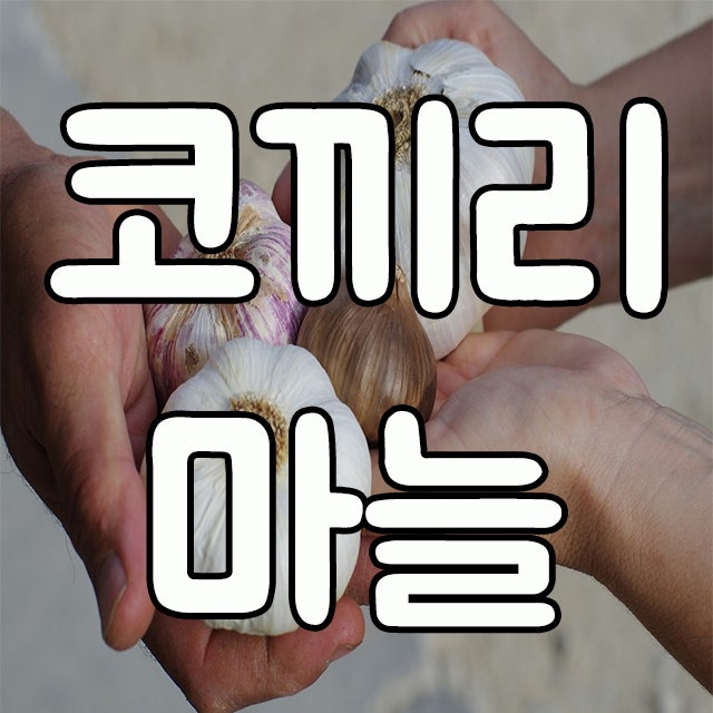 코끼리 마늘 효능 및 종자 심는 시기