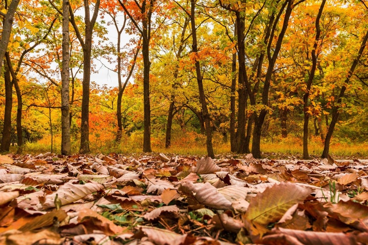 단풍이 물든 가을에 조선왕릉 숲길을 걸으며 오렌지색 낙엽들을 밟아보세요.