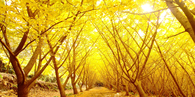 [랜선타고 일본여행] 가을에 걷고 싶은 명소 • 천 그루의 은행나무숲(千本イチョウ)【가고시마】