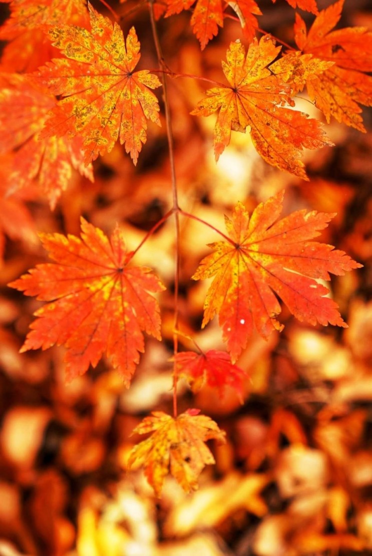 가을··· 색이 깊어진다.