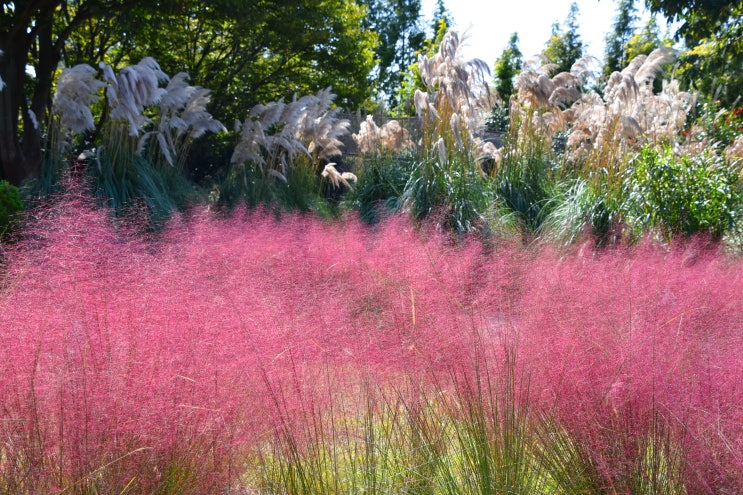 팜파스와 핑크뮬리의 조화가 아름다운 청산수목원
