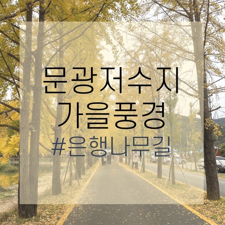 괴산 문광저수지의 가을풍경, 은행나무길