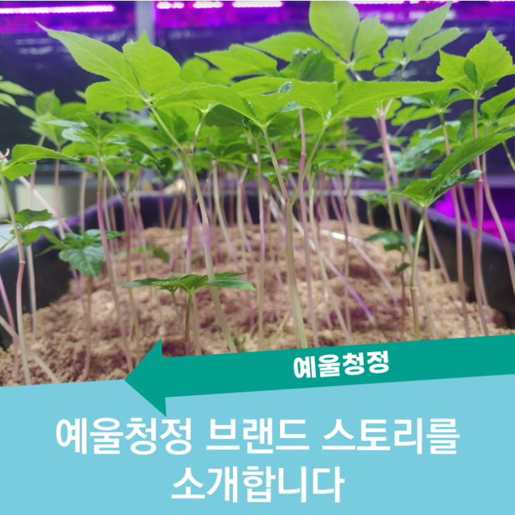  전남 영광의 새싹인삼 브랜드 "예울청정새싹인삼"을 소개합니다.