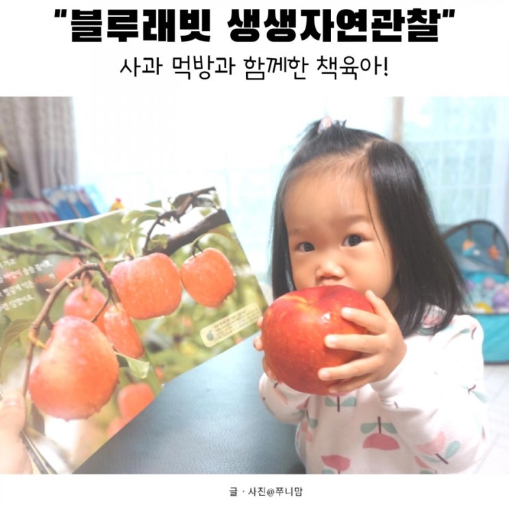  빨간 사과 직접 만지고 먹으면서 블루래빗 자연관찰로 재미있게 책육아해요.