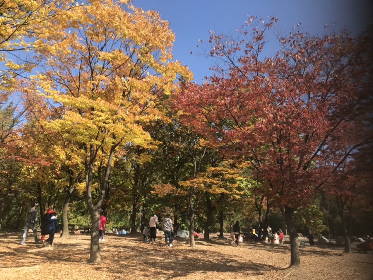 가을아침) 인천대공원으로 가을나들이 산책 다녀왔어요